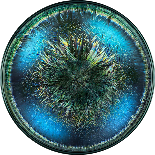 vloerkleed morphogenetic