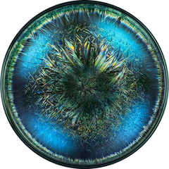 vloerkleed morphogenetic