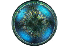 Vloerkleed Morphogenetic